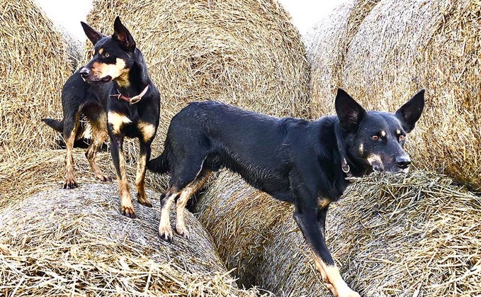 SHEEPDOG SPECIAL: Natural stockmanship of Australian Kelpie sees breed grow in popularity