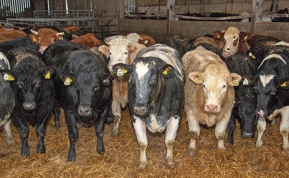 Strong cull trade an opportunity for beef producers