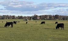 Eastern states cattle are selling to feverish demand.