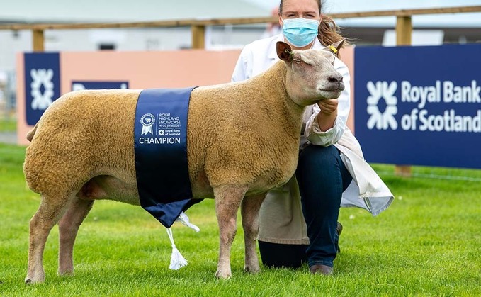 RHS21: Loanhead Charollais dominate on first day of Royal Highland Showcase