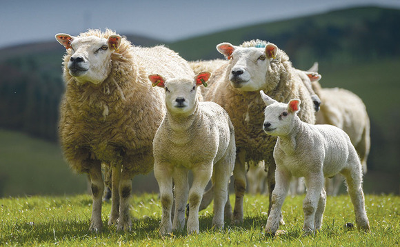 Police appeal after thieves steal flock of 50 sheep