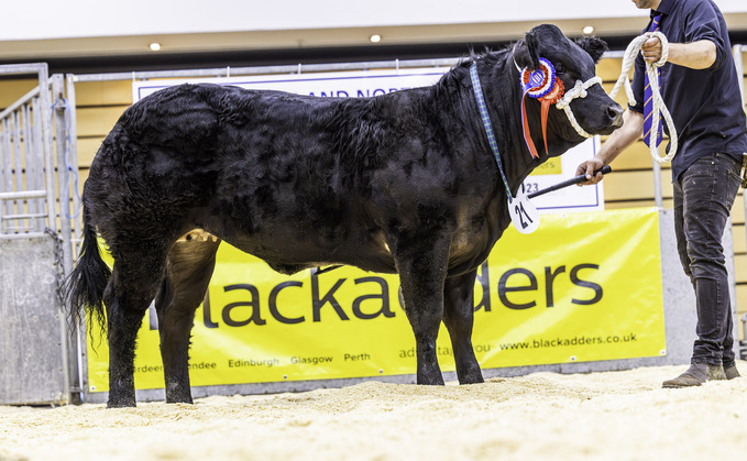 Heifer from the Roberson family, Pitlochry, which sold for £5,800