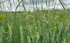 Top agronomy tips for spring weed control on-farm this season