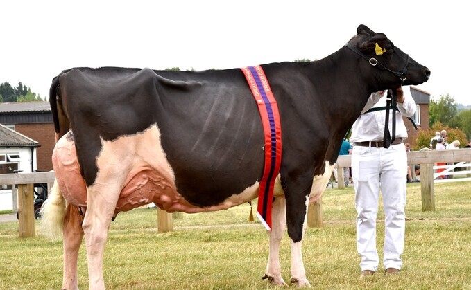 Dairy inter-breed and Holstein champion, Bartinney Duplo Swizzle 2, from the Horsley family, Penrith. 