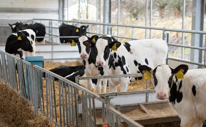Straw is vital source of fibre for weaned calves. 