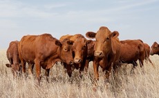 Guy Hands buys Australian cattle business from Terra Firma
