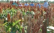 One sorghum gene to feed the world