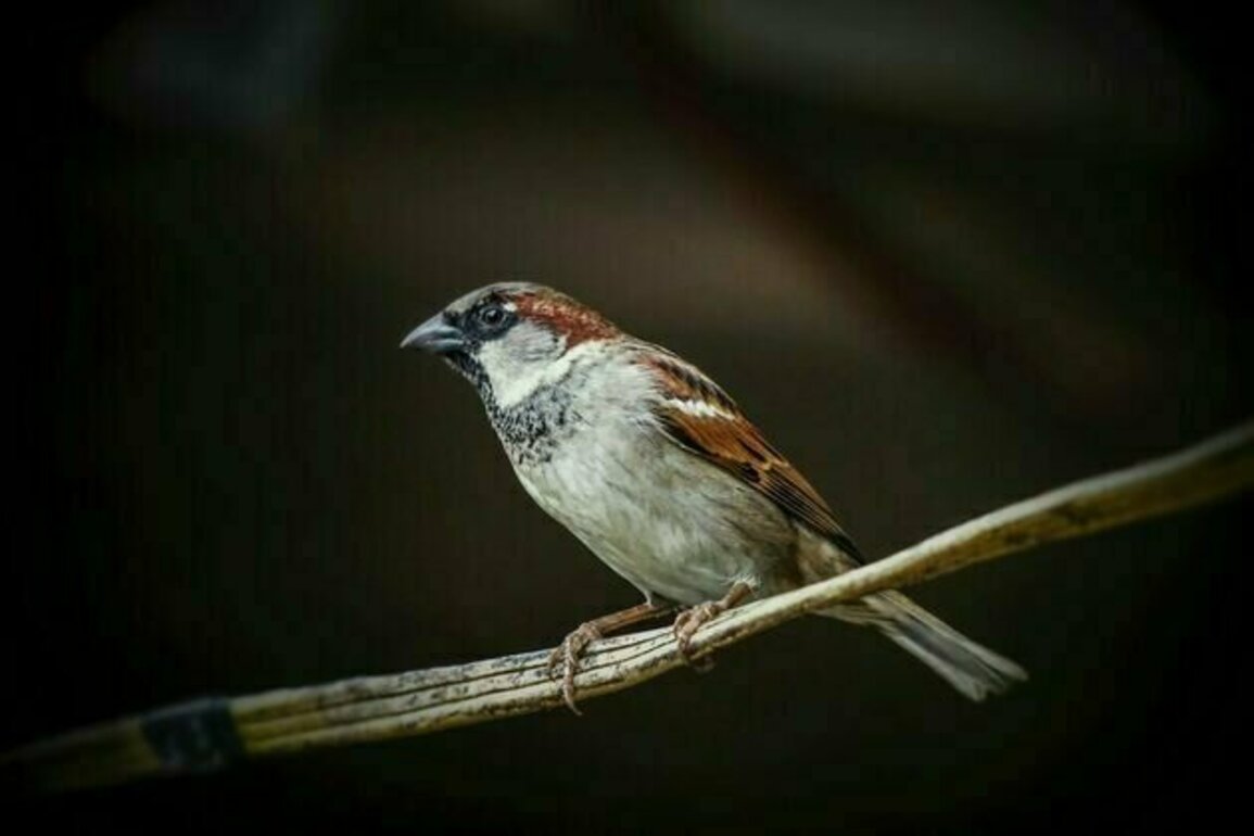 The canary in the concrete jungle: how polluted towns make sparrows frail, anxious and old before their time