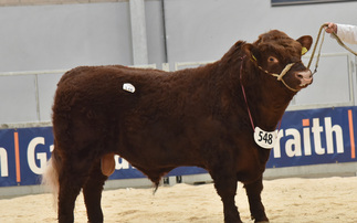 Stirling Bull Sales: Strong trade for Salers and Luing bulls