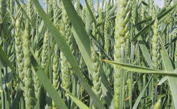 RAGT and Bayer sign an agreement to develop hybrid wheat seeds for European markets