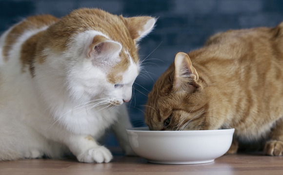 Creature comforts: Why PE likes pet care