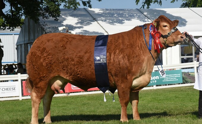Inter-breed champion and Limousin champion, Grahams Ruth from Graham Roberts, Stirling. 