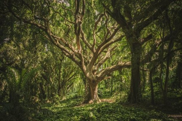 Study suggests climate change is turning trees into gluttons