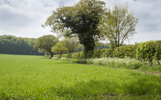 What we know so far about the new SFI