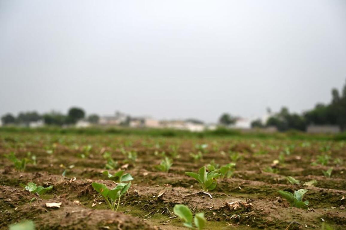 From Tianjin to Punjab, Chinese cauliflower varieties reshape agriculture in Pakistan and beyond