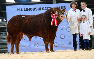 Champion bull makes 15,000gns at Ballymena