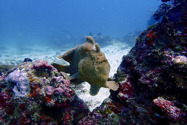 Beijing uses conservation push to bolster its South China Sea claim