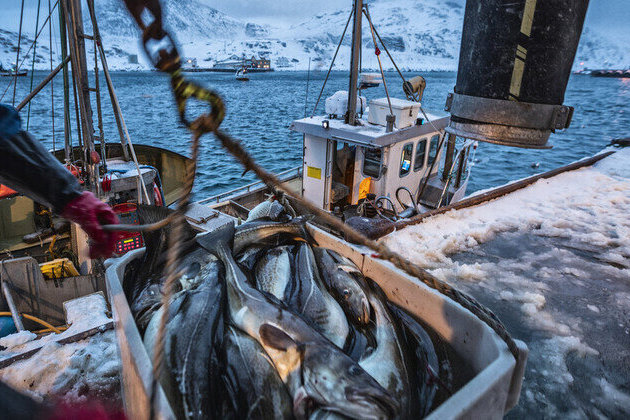 Russian seafood still sold in EU despite fishy sanctions  Euractiv