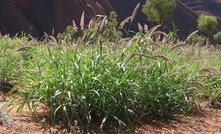 Tackling buffel grass in SA