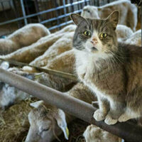 Sputnik V creator warns of global 'cat flu' pandemic
