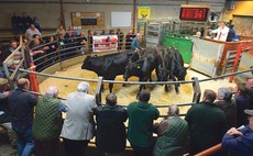 Store cattle trade remains buoyant