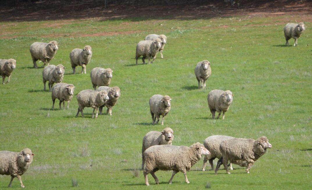 Research on Kangaroo Island, South Australia, is tackling flystrike by releasing sterile male blowflies.