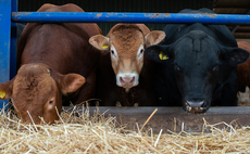 Partner Insight: The hidden challenge costing beef producers performance and profit
