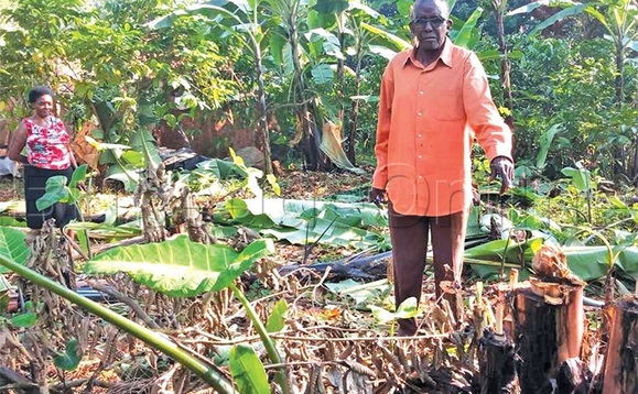 Mugerwa ng’alaga ennimiro eyasaayiddwa. Mugerwa ng’alaga ennimiro eyasaayiddwa.