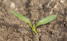 What does the neonic emergency authorisation mean for sugar beet?