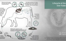 Animated LIFECYCLE of the Liver Fluke