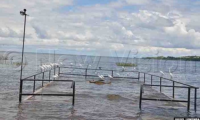 Ngamba Chimpanzee sanctuary drowning in Lake Victoria Ngamba Chimpanzee sanctuary drowning in Lake Victoria