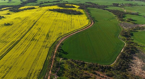 WA harvest is halfway done after a ripper season. 