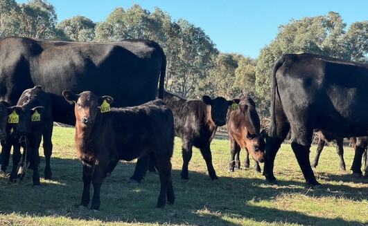 Contract breeding has been a mutually beneficial enterprise for the Howard family from Tarcutta in southern New South Wales and the stud they breed for. 