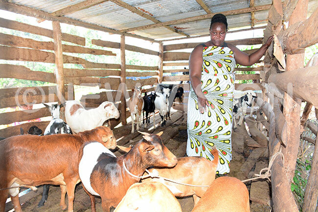  akibuule showing some of the goats and sheep she got from resident useveni