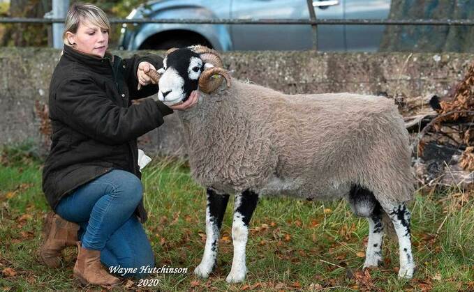 High of 60,000 for Swaledale rams at Kirkby Stephen