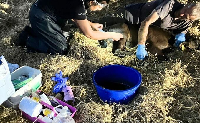 18 calves have been hurt in a dog attack in Cheshire