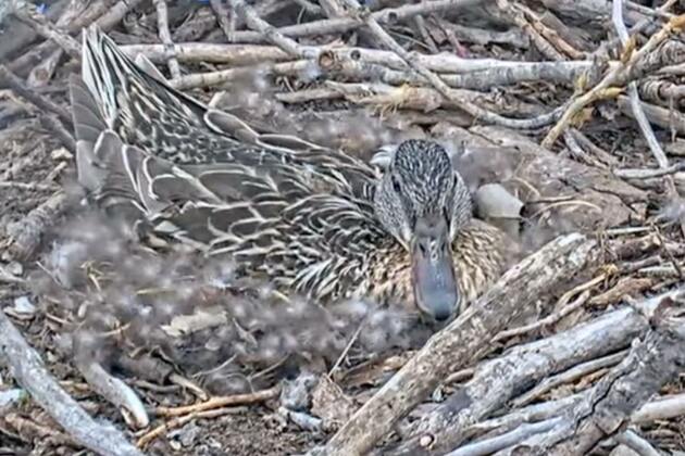 Brown- Mama Mallard has no fear