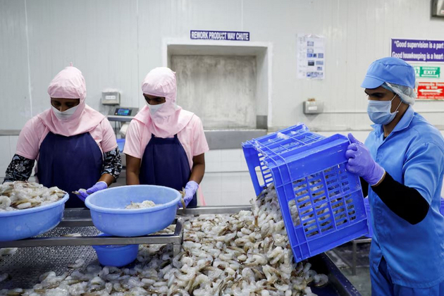 Non-American markets fuel India's shrimp export jump 2025-26: Report