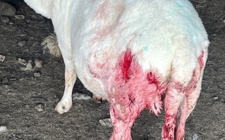 'Touch and go' if sheep will survive dog attack