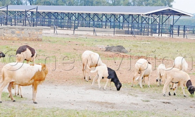 Mbarara livestock resource centre to boost farmers' income Mbarara livestock resource centre to boost farmers' income