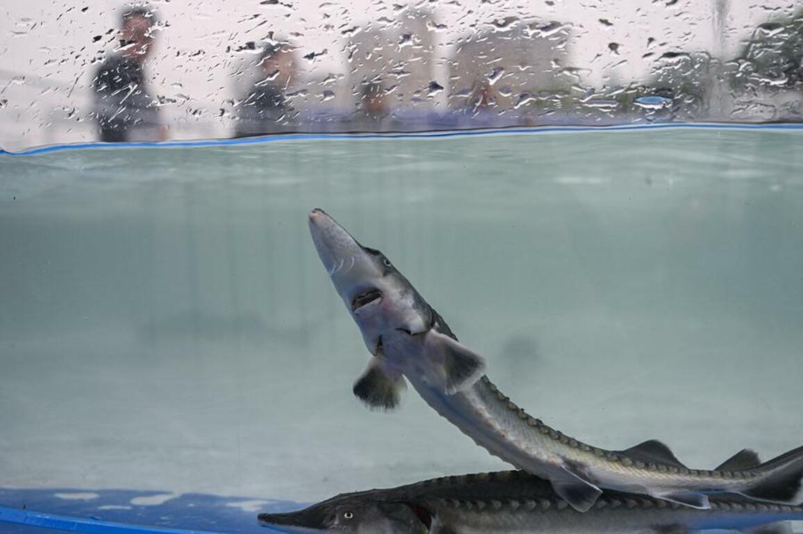 EcoChina | Over 20,000 second-generation Chinese sturgeon released into Yangtze River