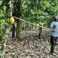 Major cocoa producer hikes purchase prices