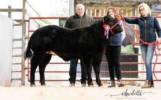 Sales round up: Sheepdogs at Skipton, show potential calves at Pateley Bridge, Blackface females at Lanark