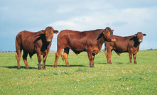 Japan and China drive beef export success