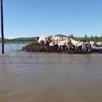 Summer floods wreak havoc in Russian Far East region