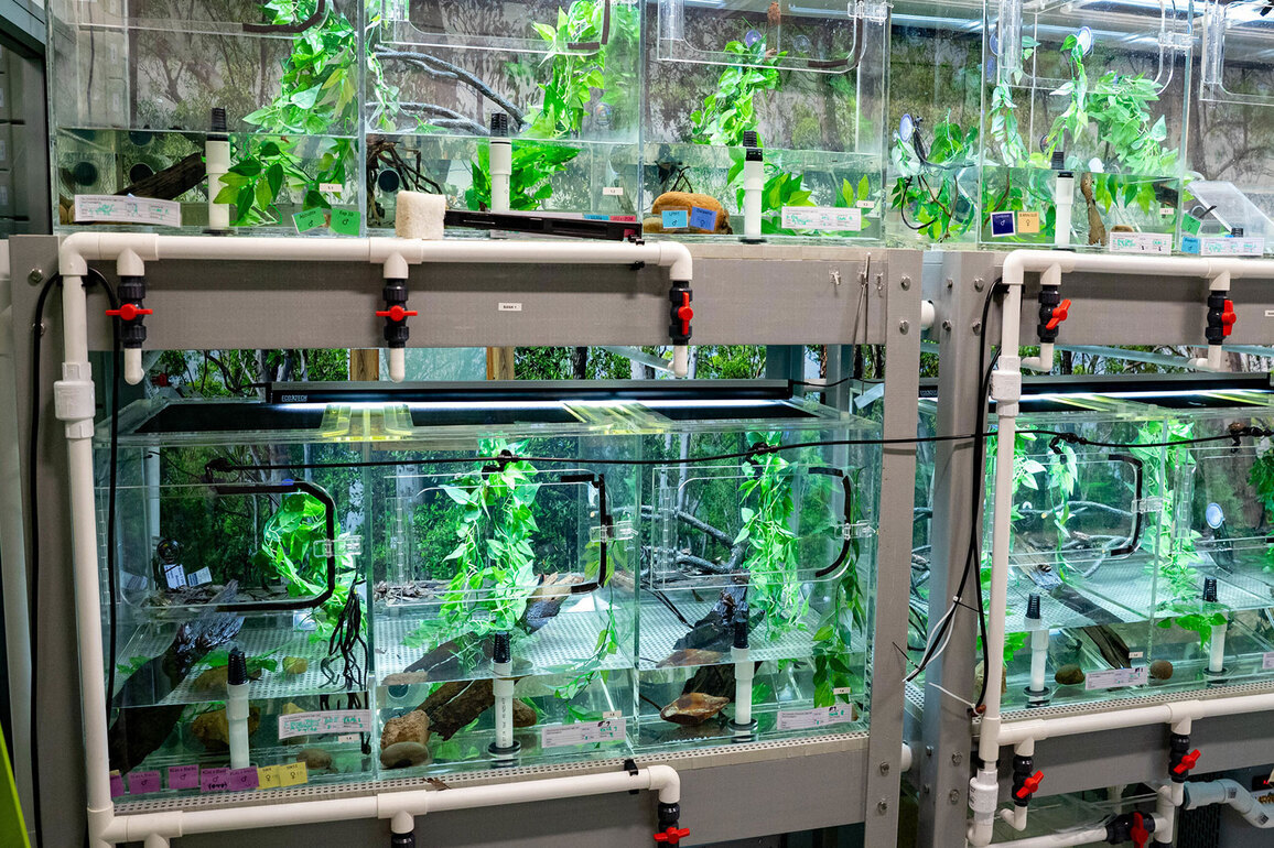 World first for endangered frogs facing extinction