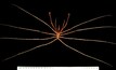  Sea spider found by CSIRO in GAB.