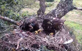  warned to be cautious as record number of white-tailed eagle chicks hatched in England