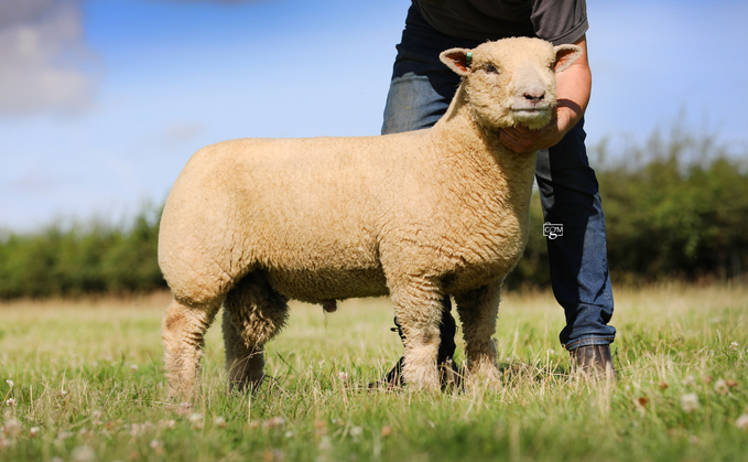 Ram lamb record holder and sale topper, Chaileybrook His Nibs 24/02116, sold for 2,000gns. 