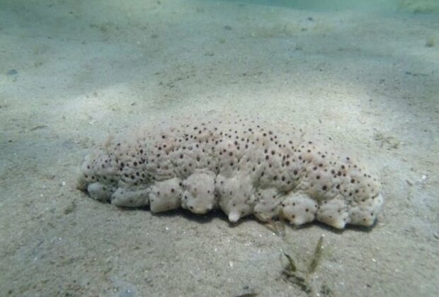 China investing in sea cucumber farms in Sri Lanka